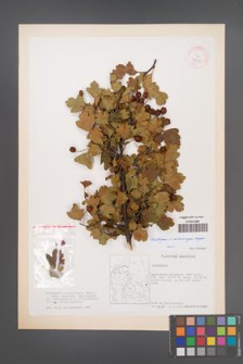Crataegus ×macrocarpa [KOR 38030]