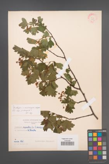 Crataegus ×macrocarpa [KOR 4979]