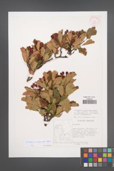 Crataegus ×macrocarpa [KOR 38021]