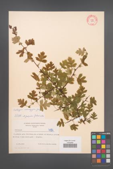 Crataegus monogyna [KOR 4194]