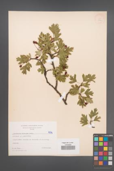 Crataegus monogyna [KOR 4774]