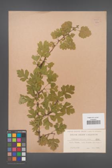 Crataegus monogyna [KOR 55423]