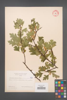 Crataegus monogyna [KOR 4827]