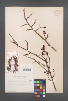 Crataegus monogyna [KOR 4985]