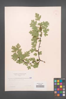 Crataegus monogyna [KOR 6998]