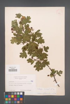 Crataegus monogyna [KOR 5337]