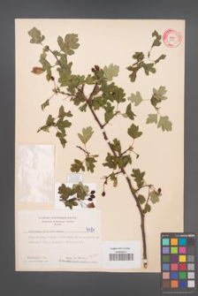 Crataegus monogyna [KOR 4484]