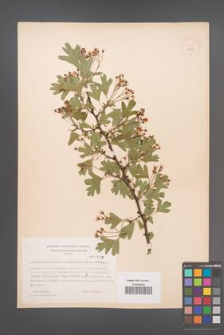 Crataegus monogyna [KOR 4008]