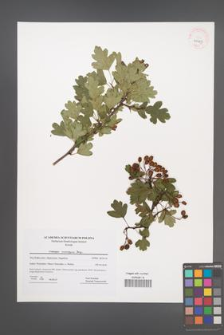 Crataegus monogyna [KOR 41487]