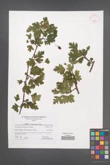 Crataegus monogyna [KOR 41489]