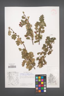 Crataegus monogyna [KOR 37997]