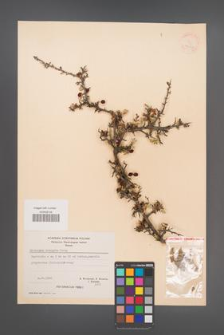 Crataegus monogyna [KOR 21667]