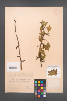 Crataegus monogyna [KOR 13496]