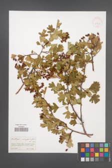 Crataegus monogyna [KOR 41410]