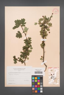 Crataegus monogyna [KOR 13318]