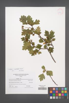 Crataegus ×kyrtostyla [KOR 41824]