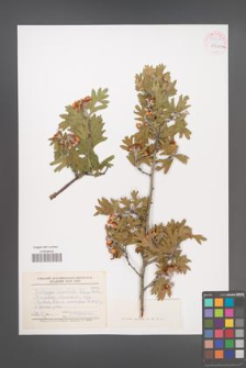 Crataegus orientalis [KOR 55442]