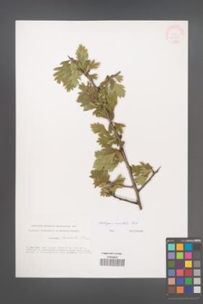 Crataegus orientalis [KOR 33241]