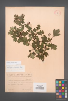 Crataegus ×kyrtostyla [KOR 1865]