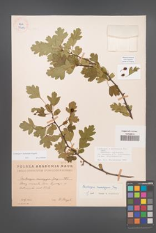 Crataegus ×kyrtostyla [KOR 39493]