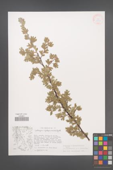 Crataegus ×peloponnesiaca [KOR 38035]