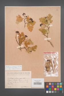 Crataegus pentagyna [KOR 13456]