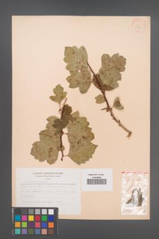 Crataegus pinnatifida [KOR 28383]