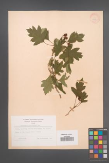 Crataegus pinnatifida [KOR 28384]