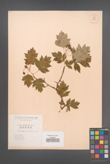 Crataegus pinnatifida [KOR 13428]