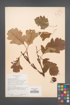 Crataegus pinnatifidus [pinnatifida] [KOR 55462]