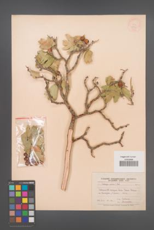 Crataegus pontica [KOR 13492]