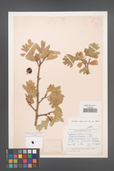 Crataegus pontica [KOR 24699]