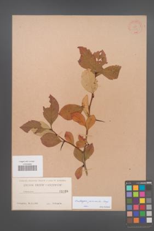 Crataegus persimilis [KOR 1168]