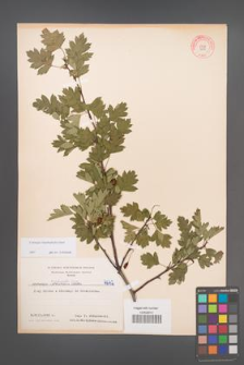 Crataegus rhipidophylla [KOR 4642]