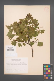 Crataegus rhipidophylla [KOR 3902]