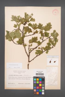 Crataegus rhipidophylla [KOR 3901]