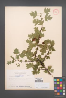 Crataegus rhipidophylla [KOR 4035]