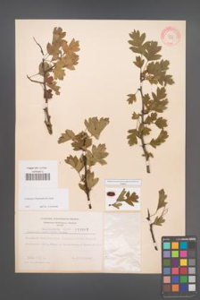 Crataegus rhipidophylla [KOR 4002]