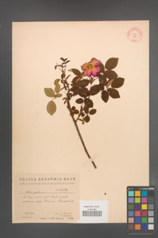 Rosa gallica [KOR 2856]