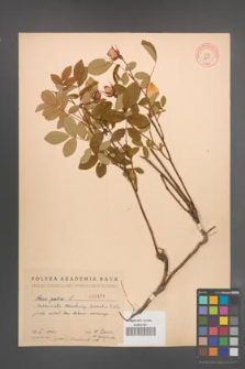 Rosa gallica [KOR 2851]