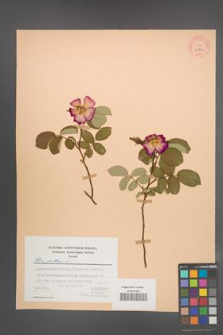 Rosa gallica [KOR 26886]