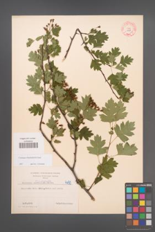 Crataegus rhipidophylla [KOR 4190]