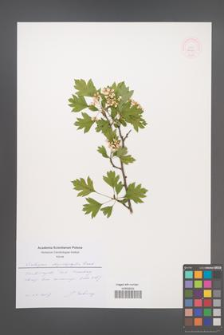Crataegus rhipidophylla [KOR 52451]