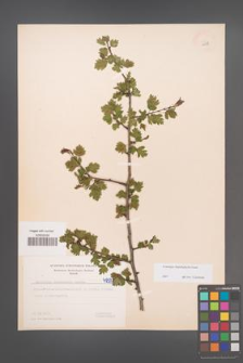 Crataegus rhipidophylla [KOR 4998]