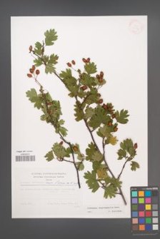 Crataegus rhipidophylla [KOR 31174]