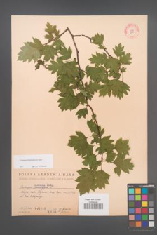Crataegus rhipidophylla [KOR 2498]