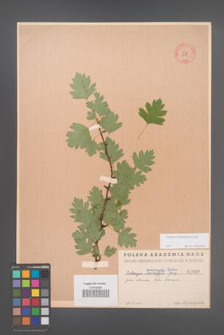 Crataegus rhipidophylla [KOR 1688]