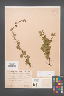 Crataegus rhipidophylla [KOR 55472]