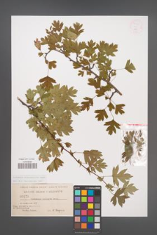 Crataegus rhipidophylla [KOR 55478]