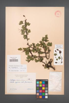 Crataegus rhipidophylla [KOR 3041]